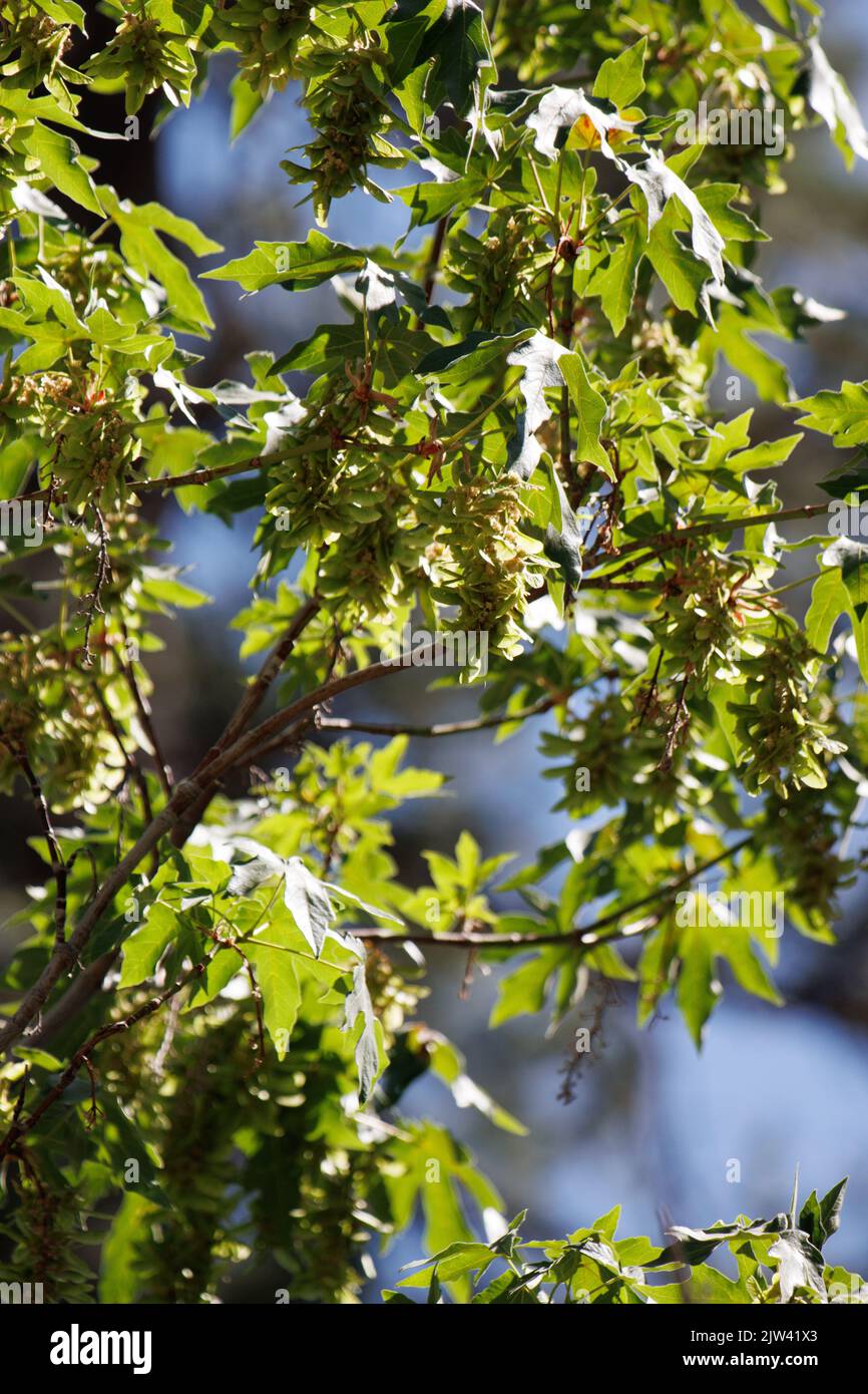 Green immature trichomatic indehiscent samara fruit of Bigleaf Maple, Acer Macrophyllum, Sapindaceae, native in the San Bernardino Mountains, Summer. Stock Photo