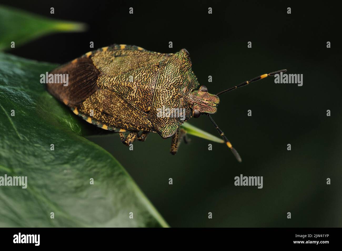 Overwintering Bronze Shieldbug (Troilus luridus) perched on leaf. Tipperary, Ireland Stock Photo