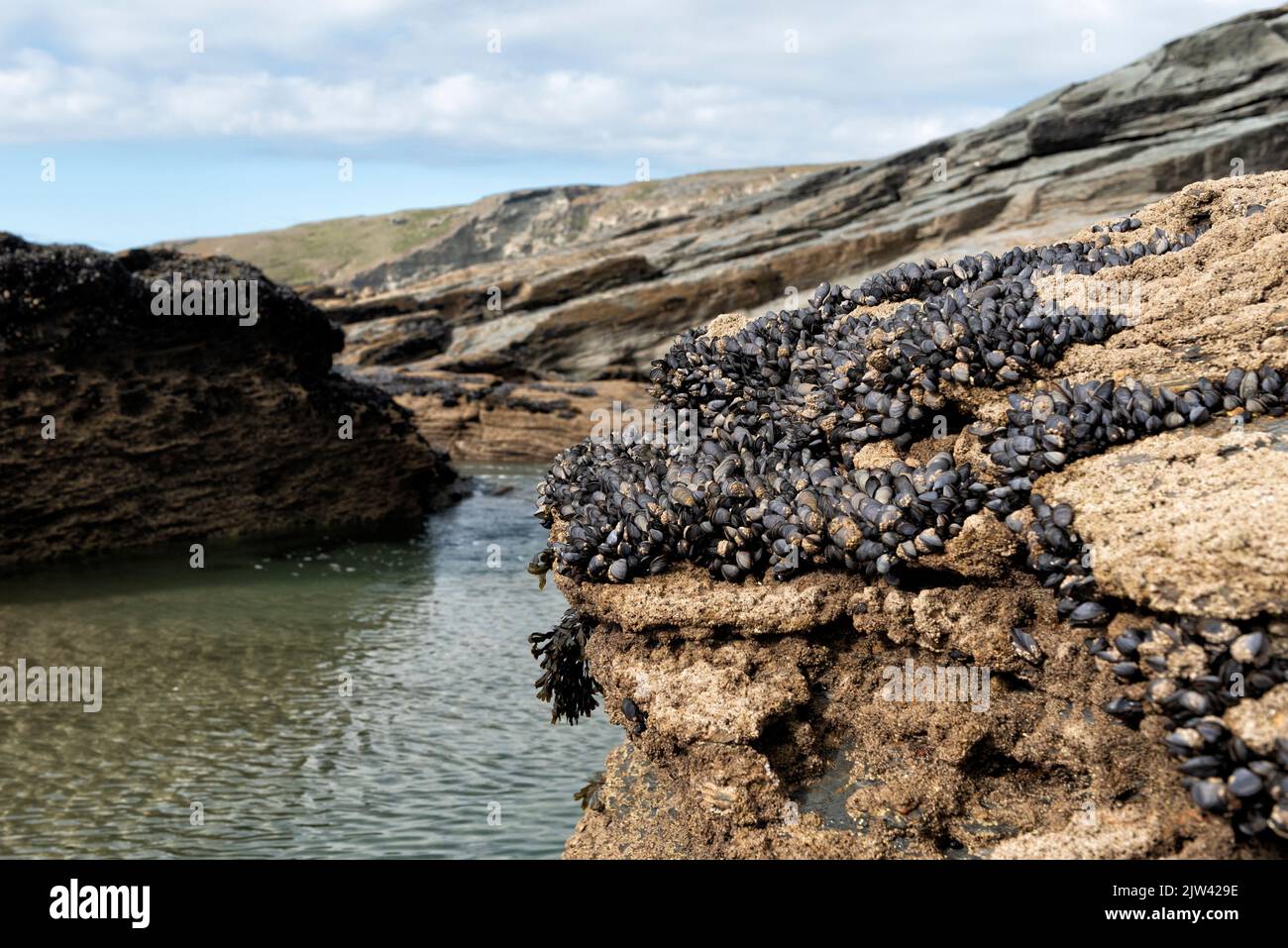 Rocks on the beach covered in mussels and barnacles Stock Photo