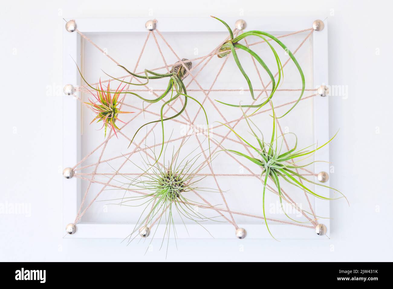 Different kinds of Tillandsia air plant in hand made frame on white wall Stock Photo