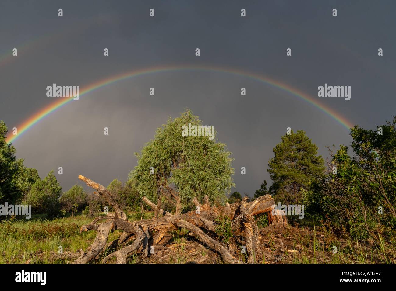 A large double rainbow in a dark sky, it’s arch over a rural landscape, in the center a juniper tree and fallen pine tree lit by the morning light. Stock Photo