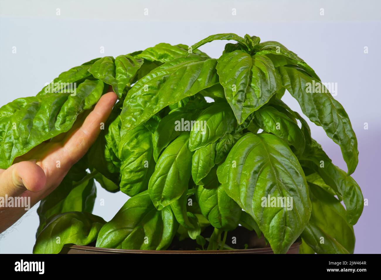 a giant basil leaf on a hand, giant basil whole plant, mammoth basil