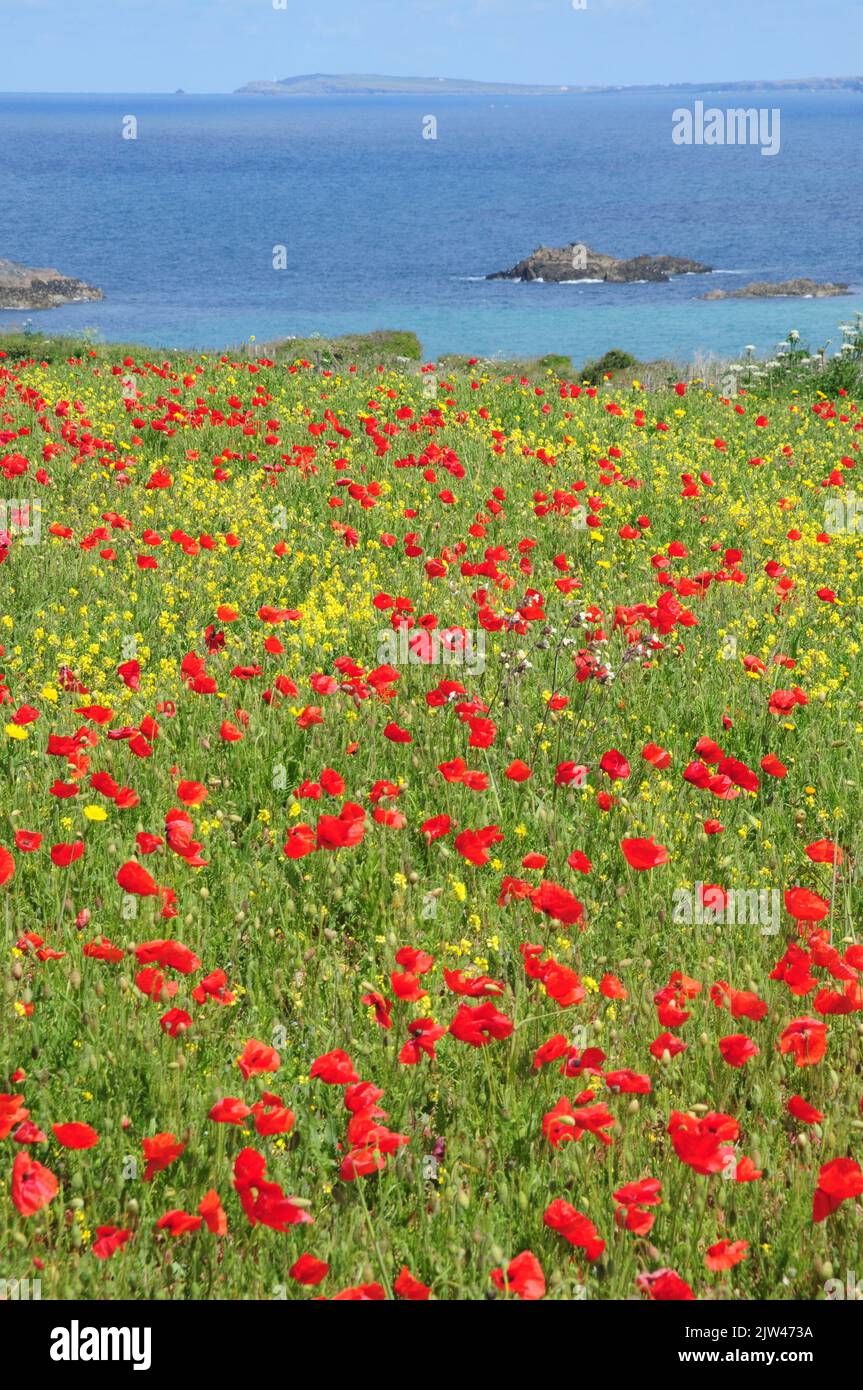 Wild poppy, corn marigold and other arable wild flowers on clifftop