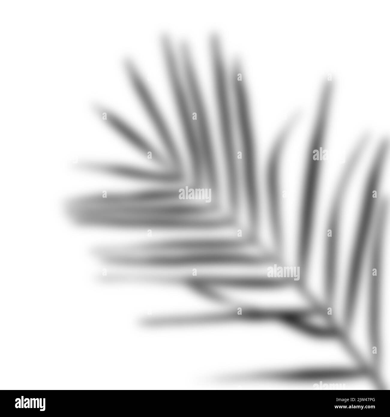 realistic shadow from a palm tree. black shadow from the leaves of the