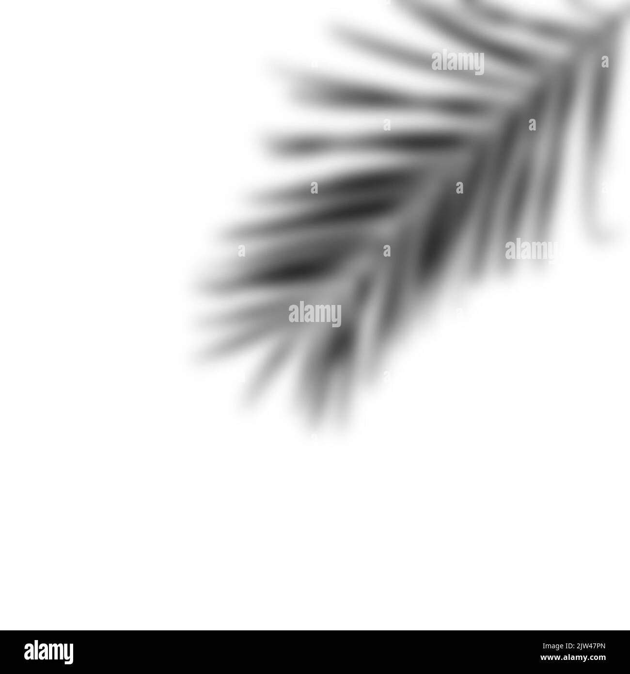 realistic shadow from a palm tree. black shadow from the leaves of the