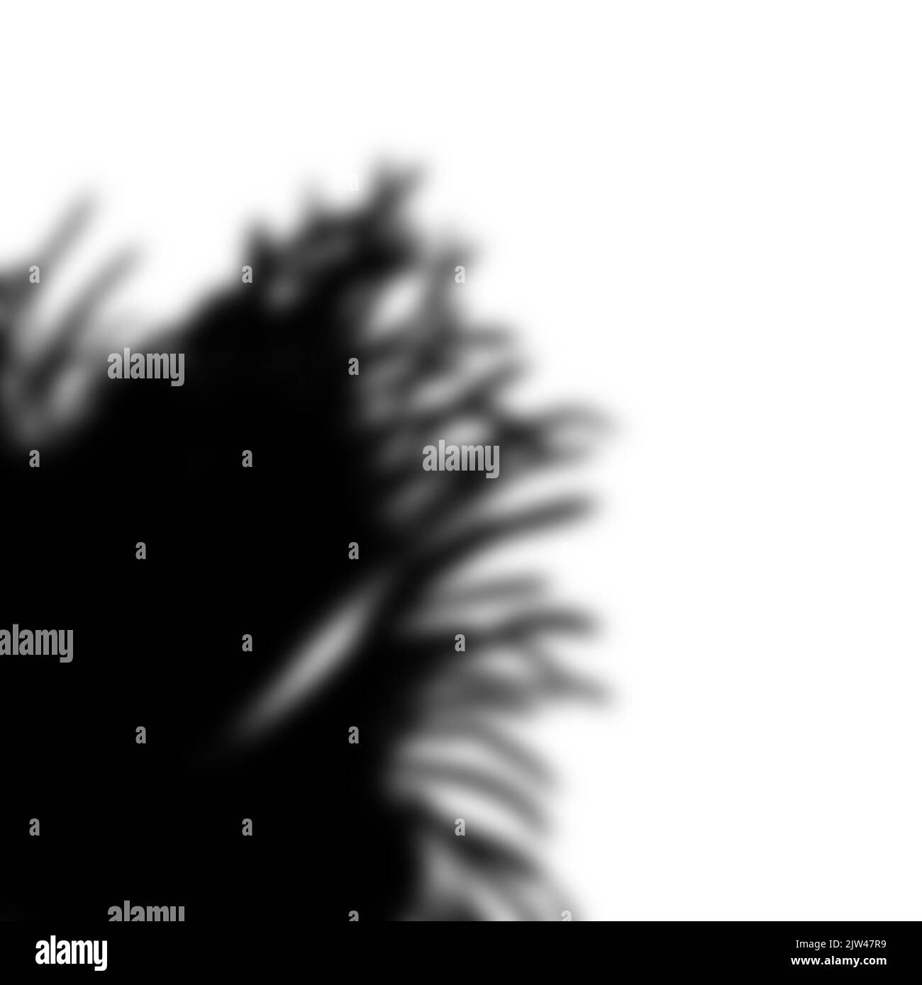 realistic shadow from a palm tree. black shadow from the leaves of the