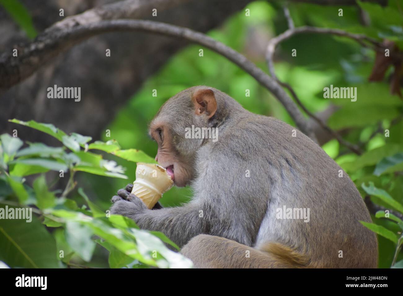 Indian Monkey is eating ice cream and sitting on a branch. Stock Photo