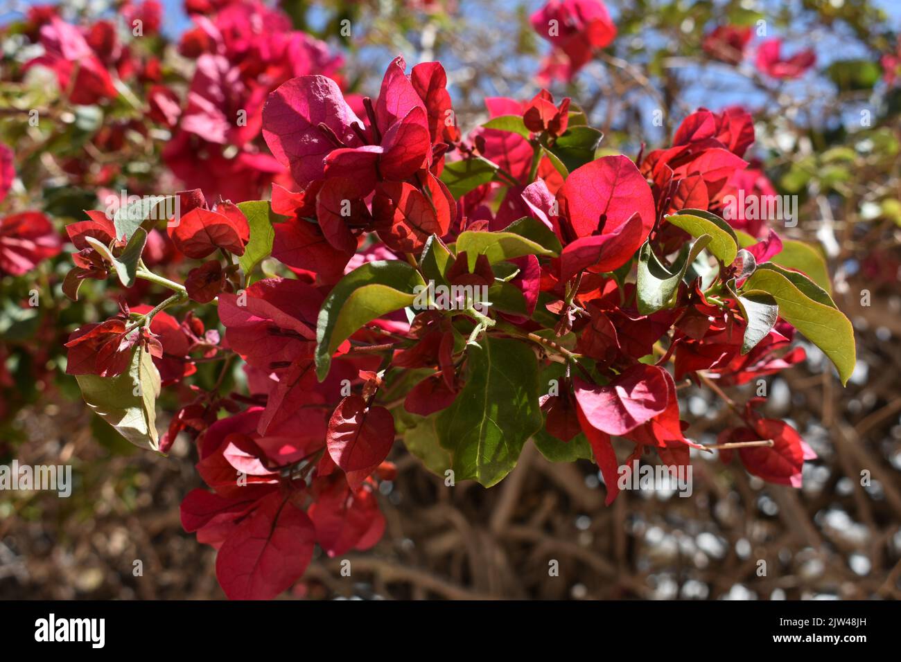 Red flowers of Bougainvillea  latin  name Bougainvillea  buttiana  known as 'Ratana Red' Stock Photo