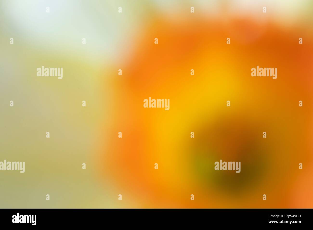 WA21934-00...WASHINGTON - Daffodils, a colorful sign of spring. Variety ...