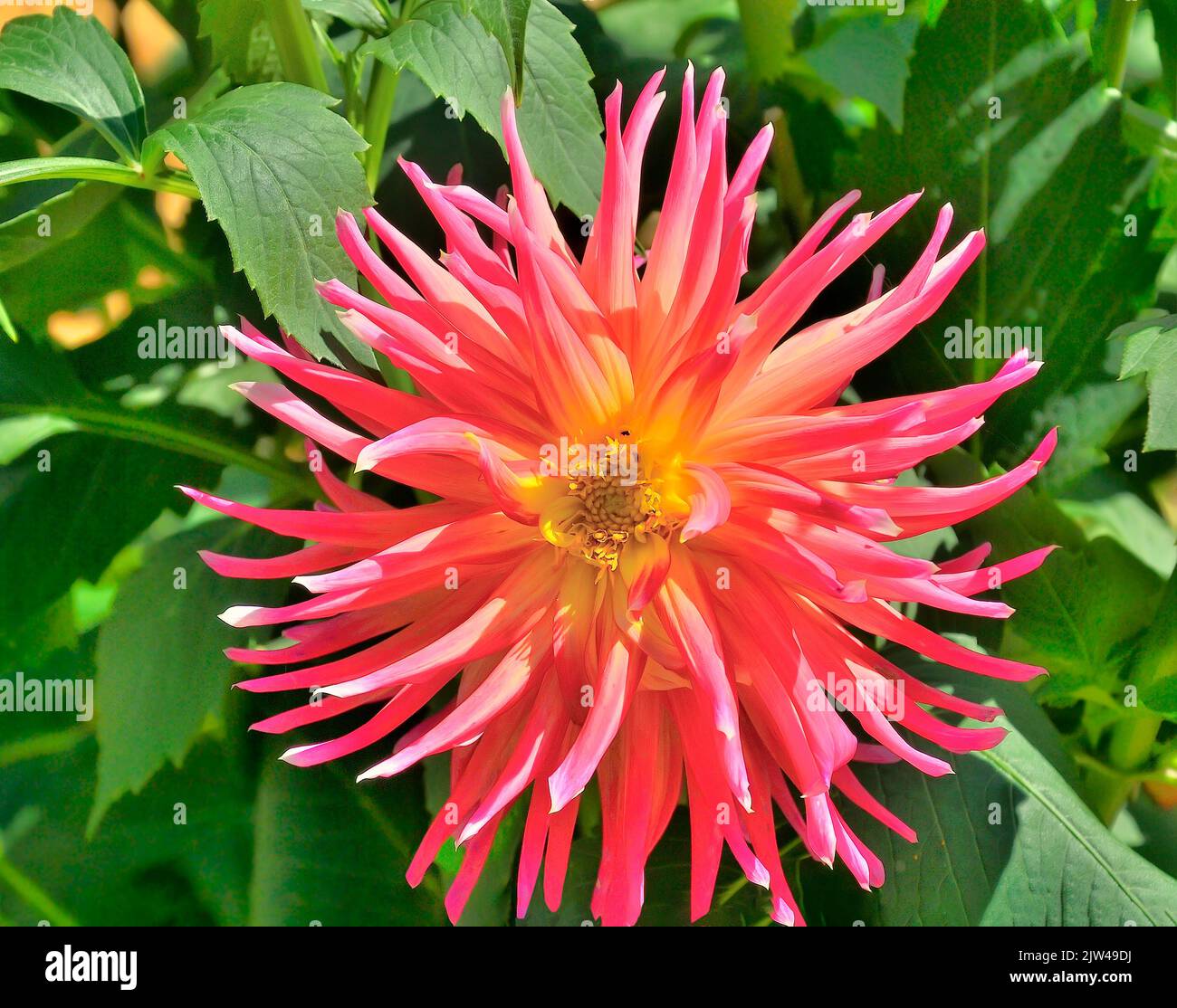 Dahlia cactus variety Fringed Star in the garden. One of the most unpretentious varieties. Single flower with salmon colored petals and yellow center, Stock Photo