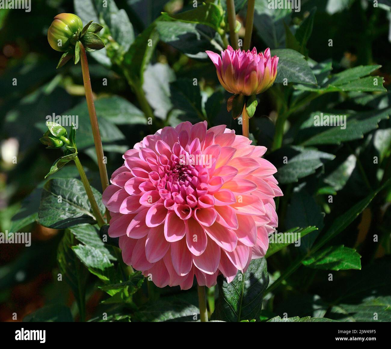 Dahlia pompony variety Jowey Winnie in the garden. Single flower with salmon colored petals and yellow center, close up. Delicate autumn flower, selec Stock Photo