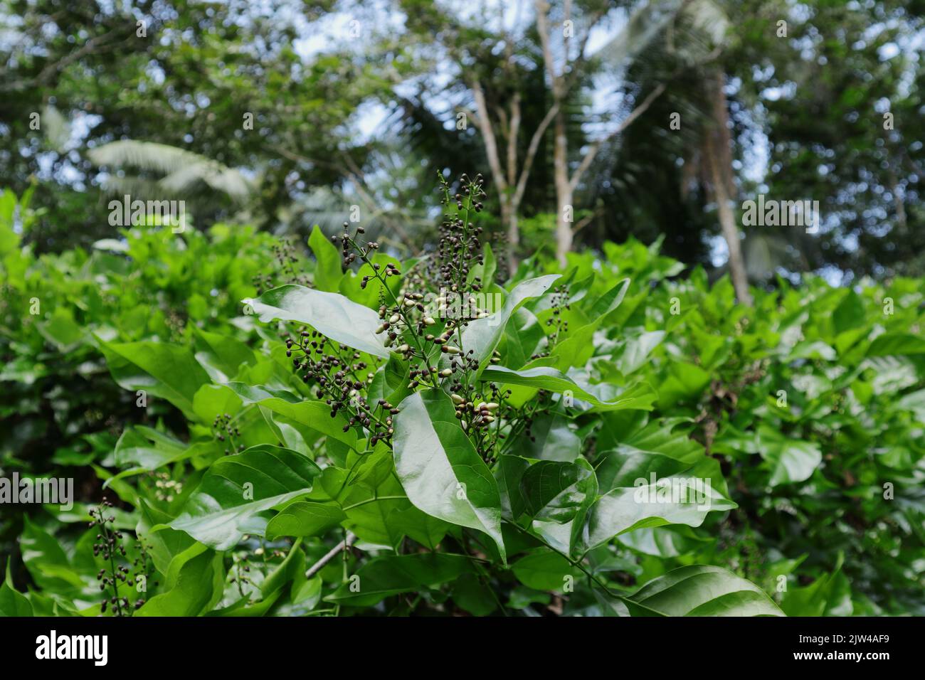 Pongame oil tree hires stock photography and images Alamy