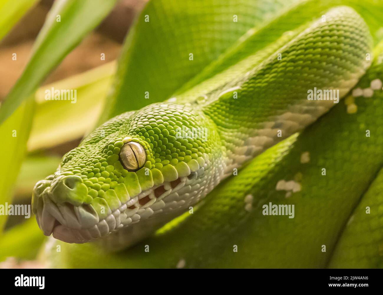 Green tree python (Morelia viridis) snake, native to New Guinea and ...