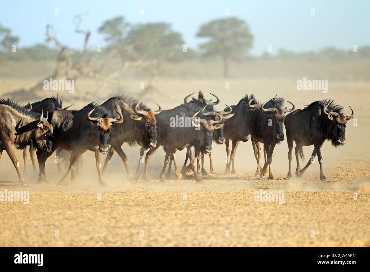 Blue wildebeest (Connochaetes taurinus) herd in dusty arid environment, Kalahari desert, South Africa Stock Photo
