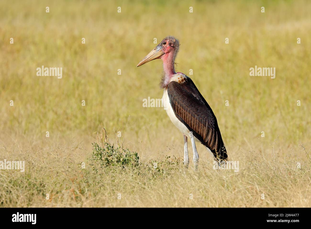 A marabou stork (Leptoptilos crumeniferus) standing in grassland, Etosha National Park, Namibia Stock Photo