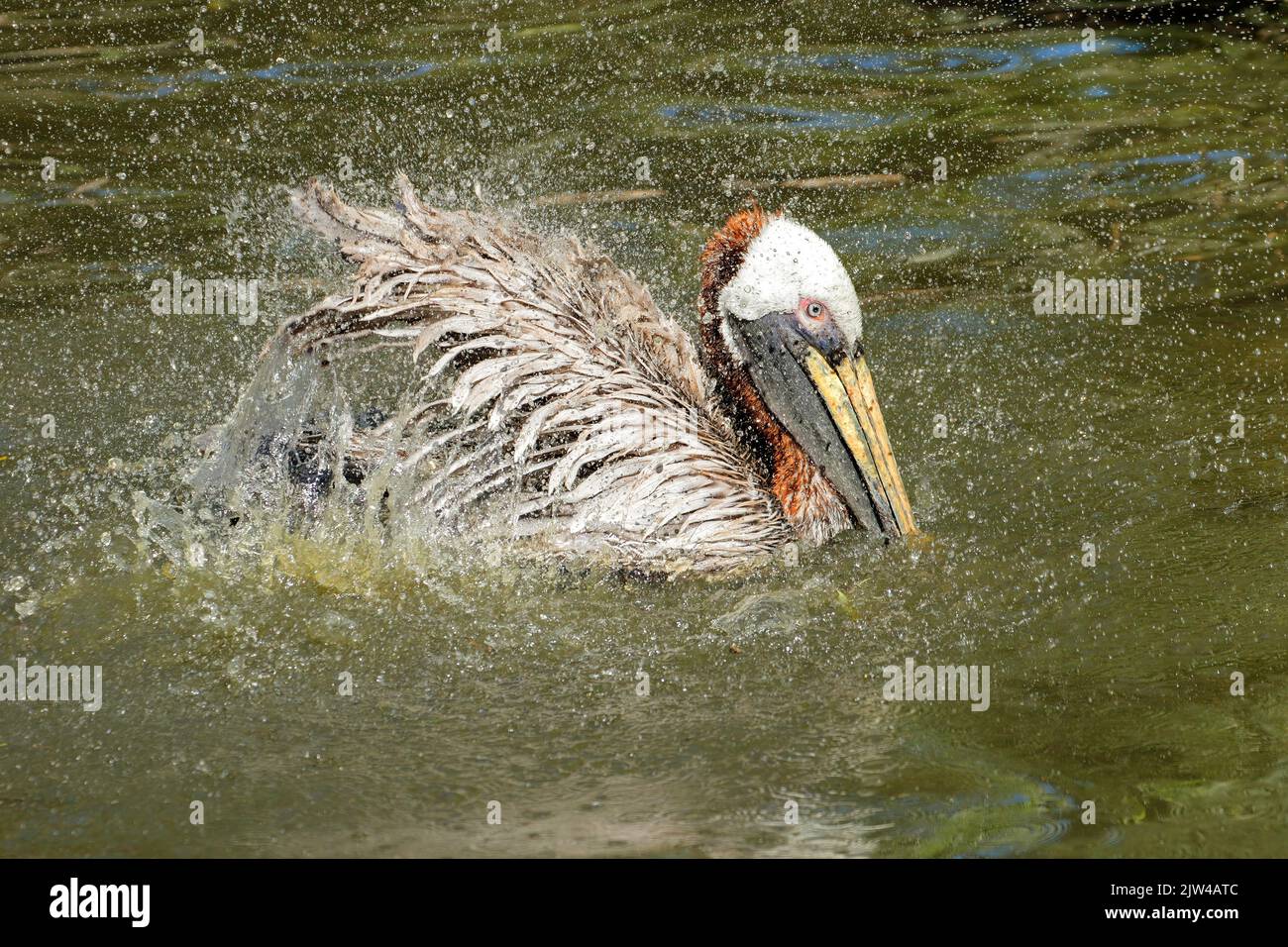 A brown pelican (Pelecanus occidentalis) splashing in water, America Stock Photo
