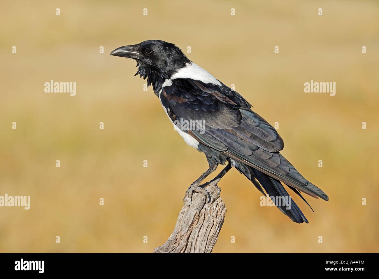 A pied crow (Corvus albus) perched on a branch, Etosha National Park, Namibia Stock Photo