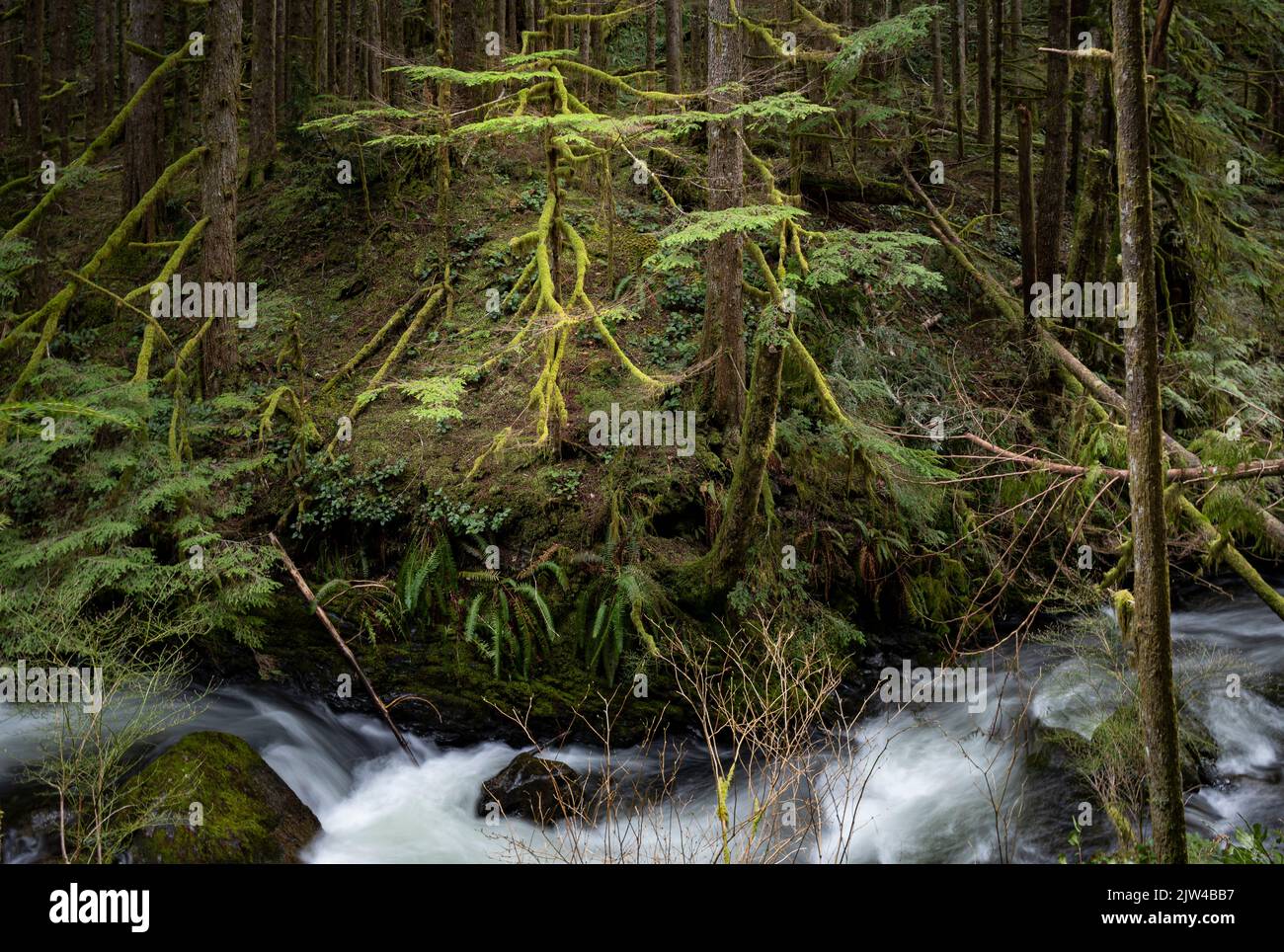 WA21954-00...WASHINGTON - Small tree almost entirely covered with moss along the Greg Ball Trail in Wallace Falls State Park. Stock Photo