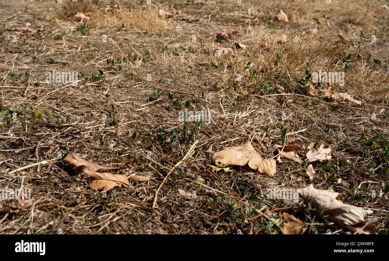 Dry grass background with dry leaves during a drought in france. Hot summer without rain. High quality photo Stock Photo