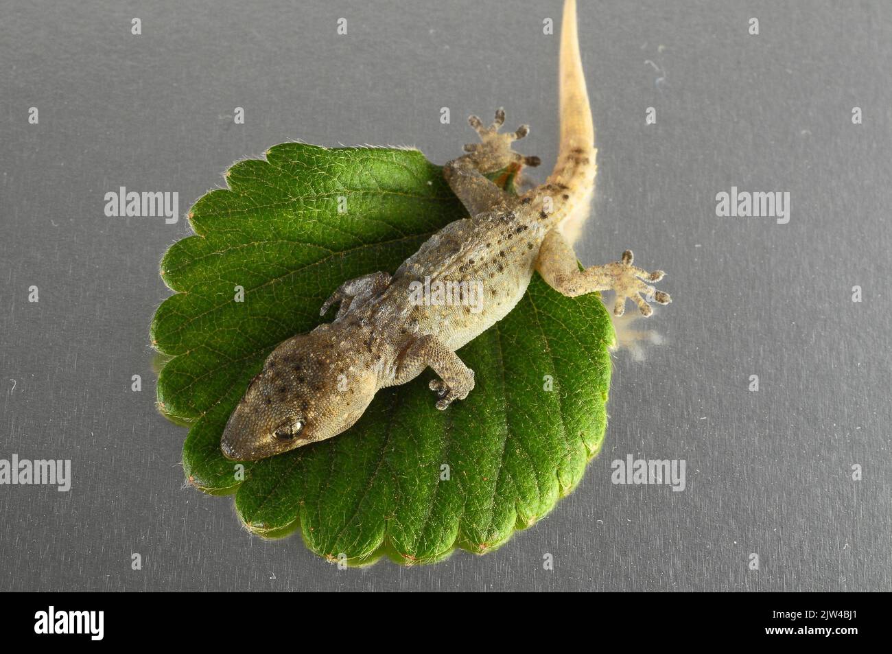A top view of a small gecko lizard standing on a green leaf Stock Photo