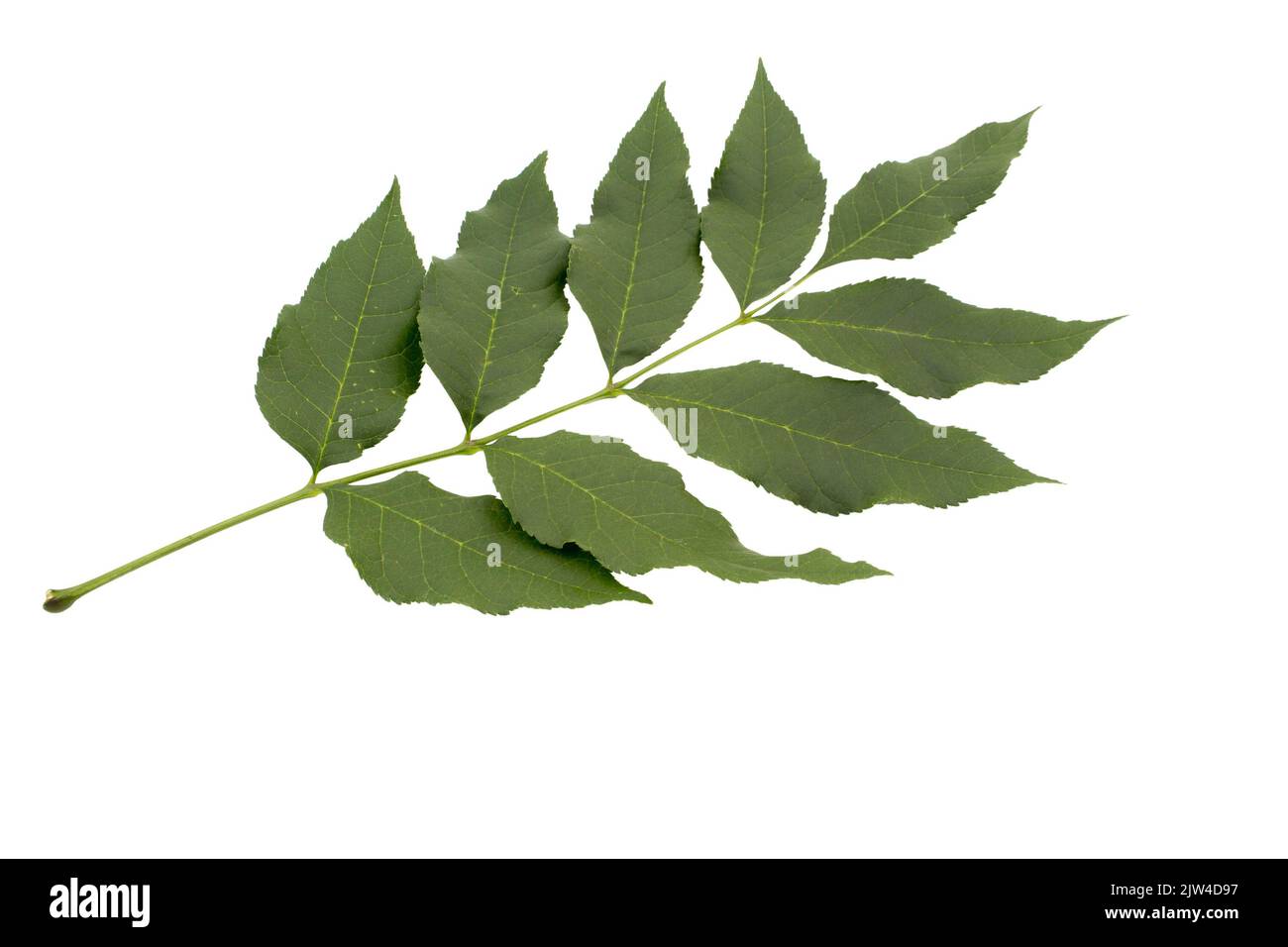 Green Ash tree (Fraxinus americana) leaf isolated on a white background. Summer view. Stock Photo