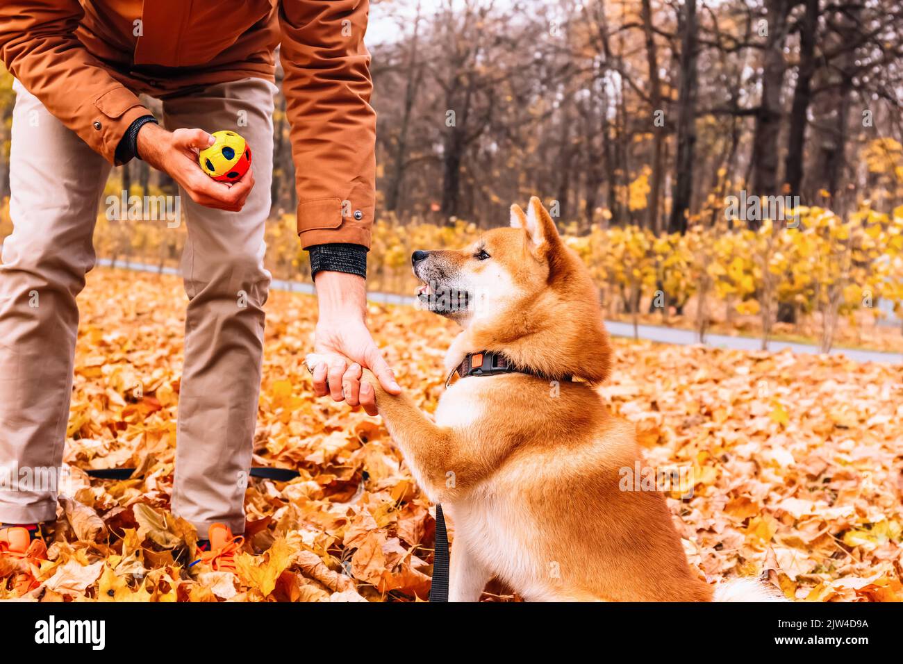 Owner training dog in park teaches new tricks and commands give a paw