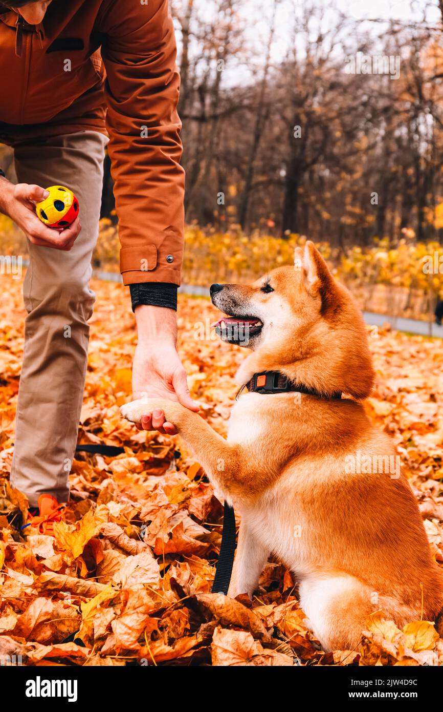 Owner training dog in park teaches new tricks and commands give a paw