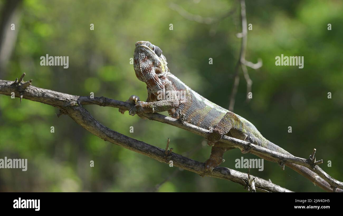 September 2, 2022, Odessa oblast, Ukraine, Eastern Europe: Open-mouthed chameleon sits on a tree branch and looks around. Panther chameleon (Furcifer pardalis). Close-up (Credit Image: © Andrey Nekrasov/ZUMA Press Wire) Stock Photo