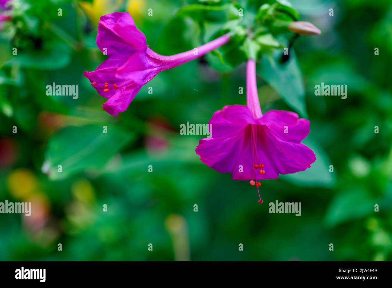 Mirabilis jalapa, the marvel of Peru or four o'clock flower, Jalapa (or