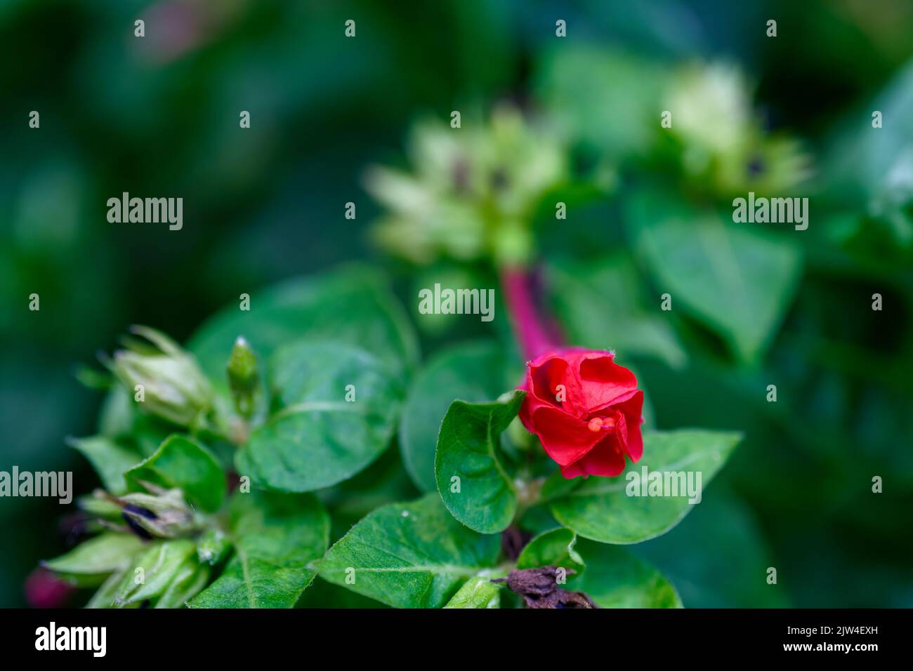 Mirabilis jalapa, the marvel of Peru or four o'clock flower, Jalapa (or