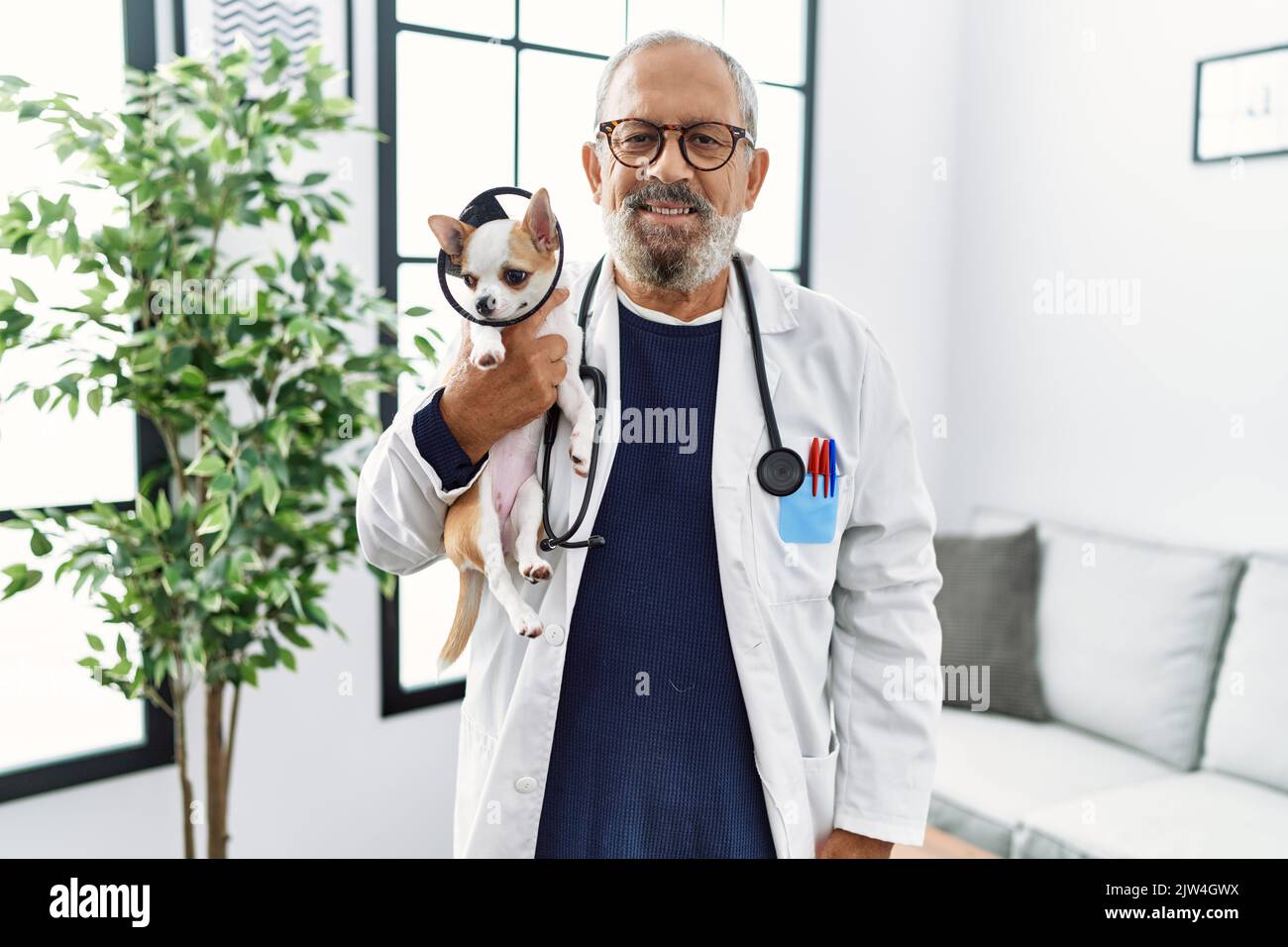 Senior grey-haired man wearing veterinarian uniform holding chihuahua with elizabethan collar at vet clinic Stock Photo