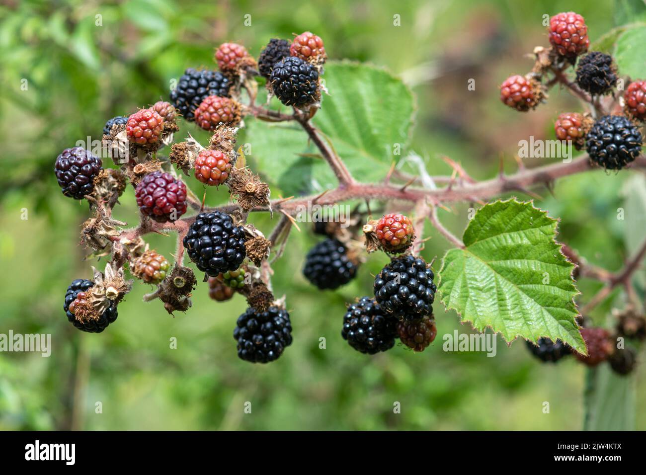 Blackberries ripening on bramble bush during late summer early autumn, England, UK Stock Photo