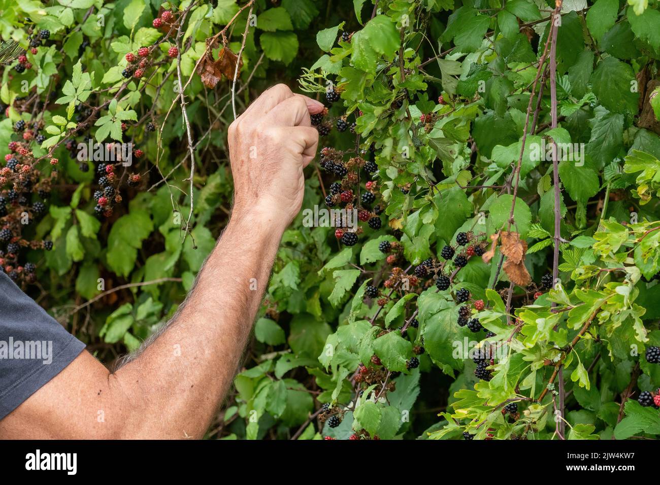 Man picking blackberries from bramble bush during late summer early autumn, England, UK, foraging fruit in the countryside Stock Photo