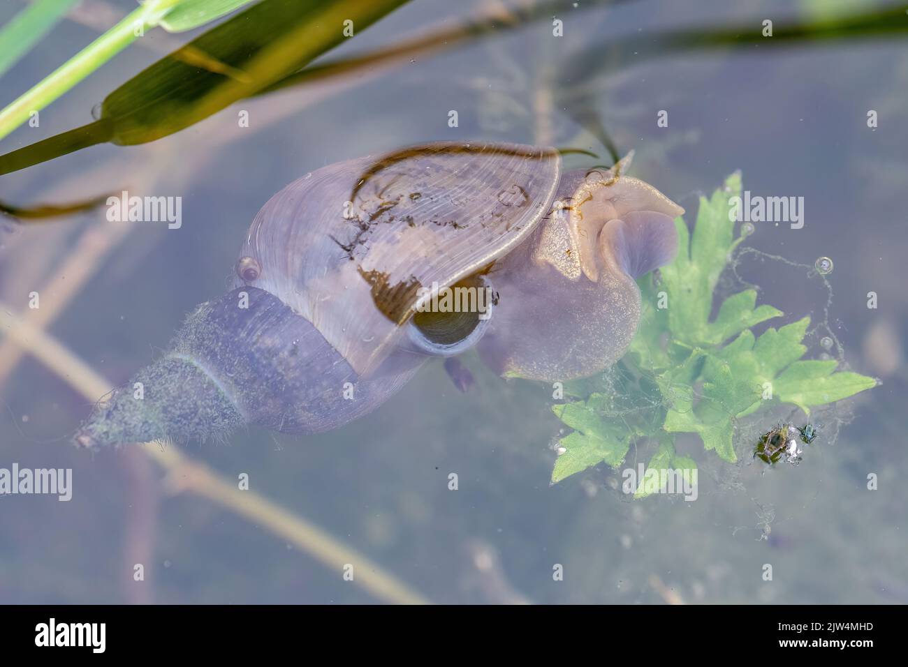 Closeup of a great pond snail (Lymnaea stagnalis) in a wildlife pond