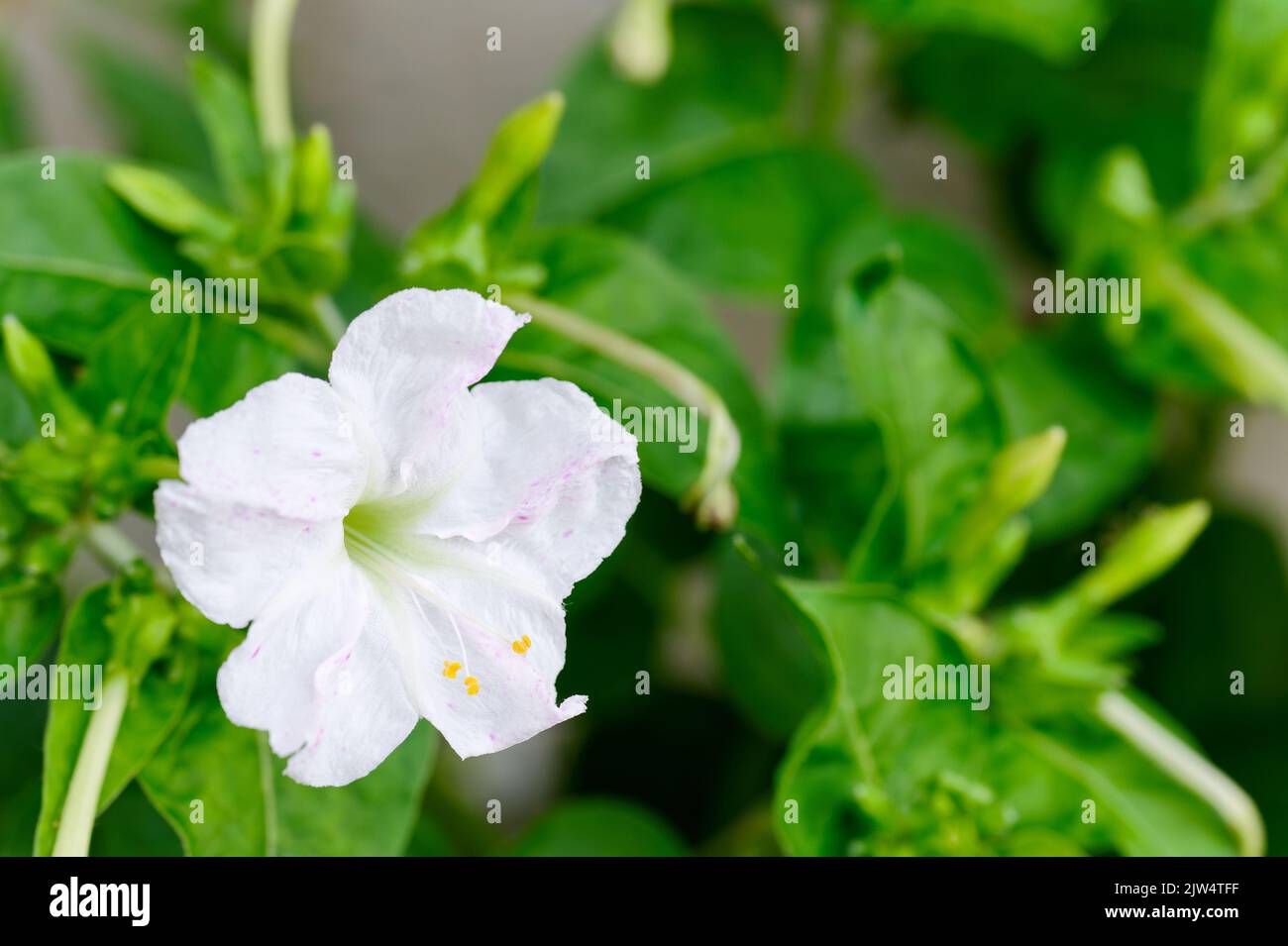 Mirabilis jalapa, the marvel of Peru or four o'clock flower, Jalapa (or Xalapa), continues to bloom, evening pleasure flowers (Turkish name: aksam sef Stock Photo