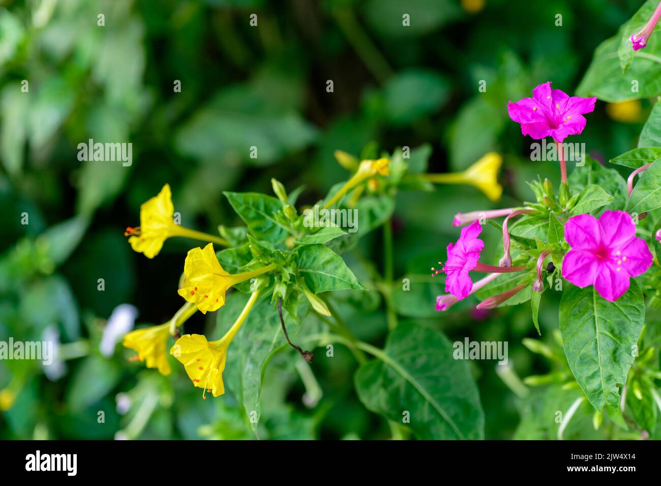 Mirabilis jalapa, the marvel of Peru or four o'clock flower, Jalapa (or Xalapa), continues to bloom, evening pleasure flowers (Turkish name: aksam sef Stock Photo