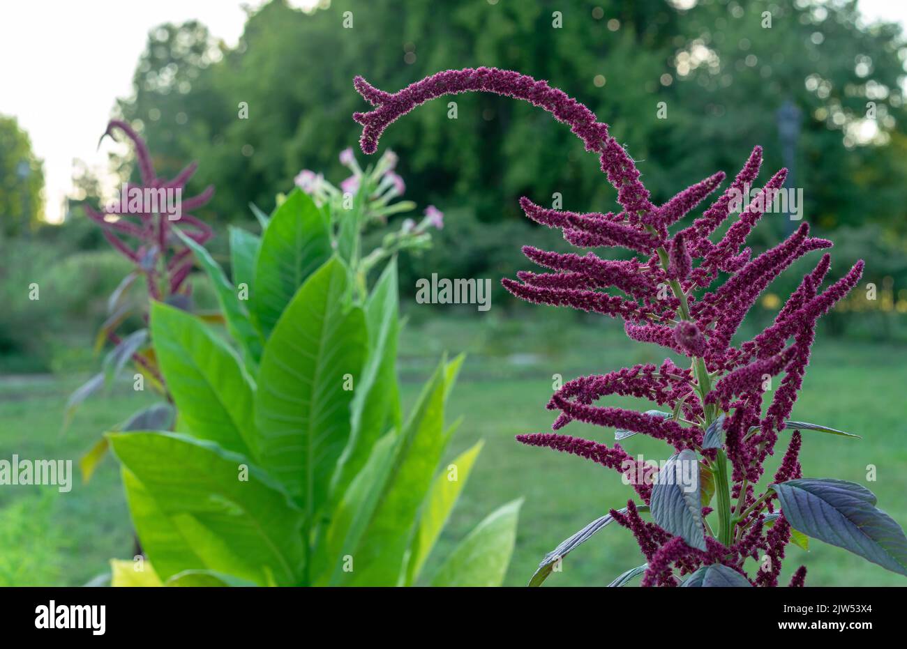 Purple flowers Amaranth (Amaranthus cruentus) of medicinal and food plant. Stock Photo