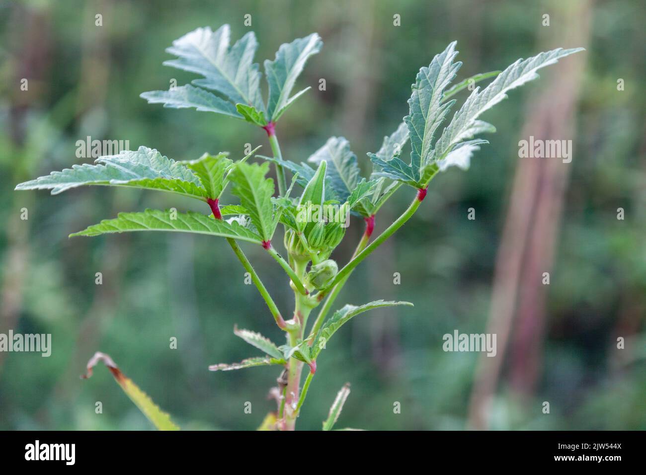 Ladyfinger, okra plant Selective focus on growing okras. Close up Stock Photo