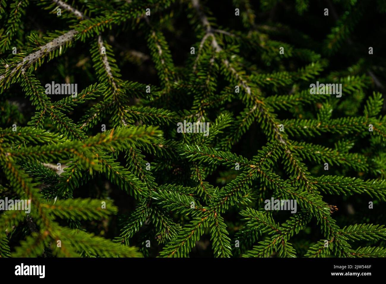 Green branches of fir tree as a natural background Stock Photo - Alamy