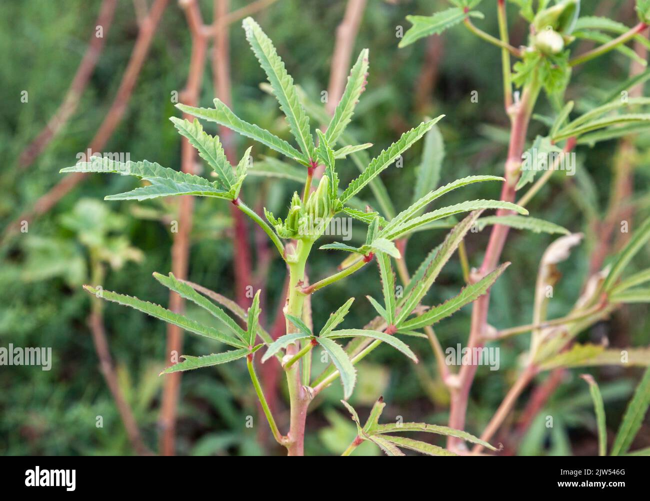 Selective focus on growing okras. Lady finger or okra plant Stock Photo