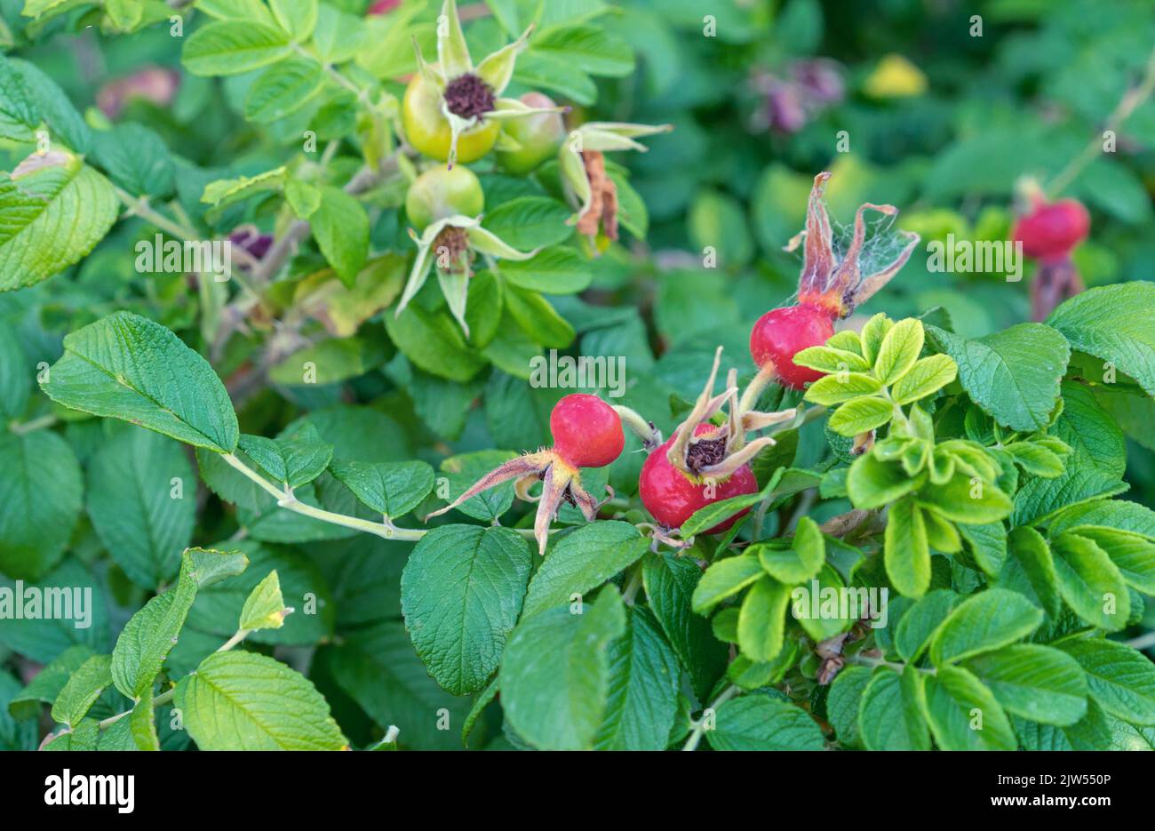 Picking wild rose hip in hi-res stock photography and images - Alamy