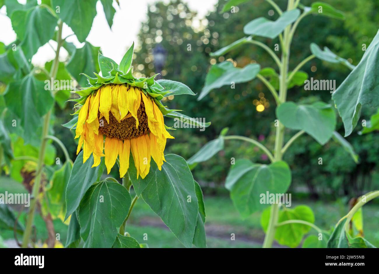 Withering sunflower, drying sunflower, sunflower life cycle. Stock Photo