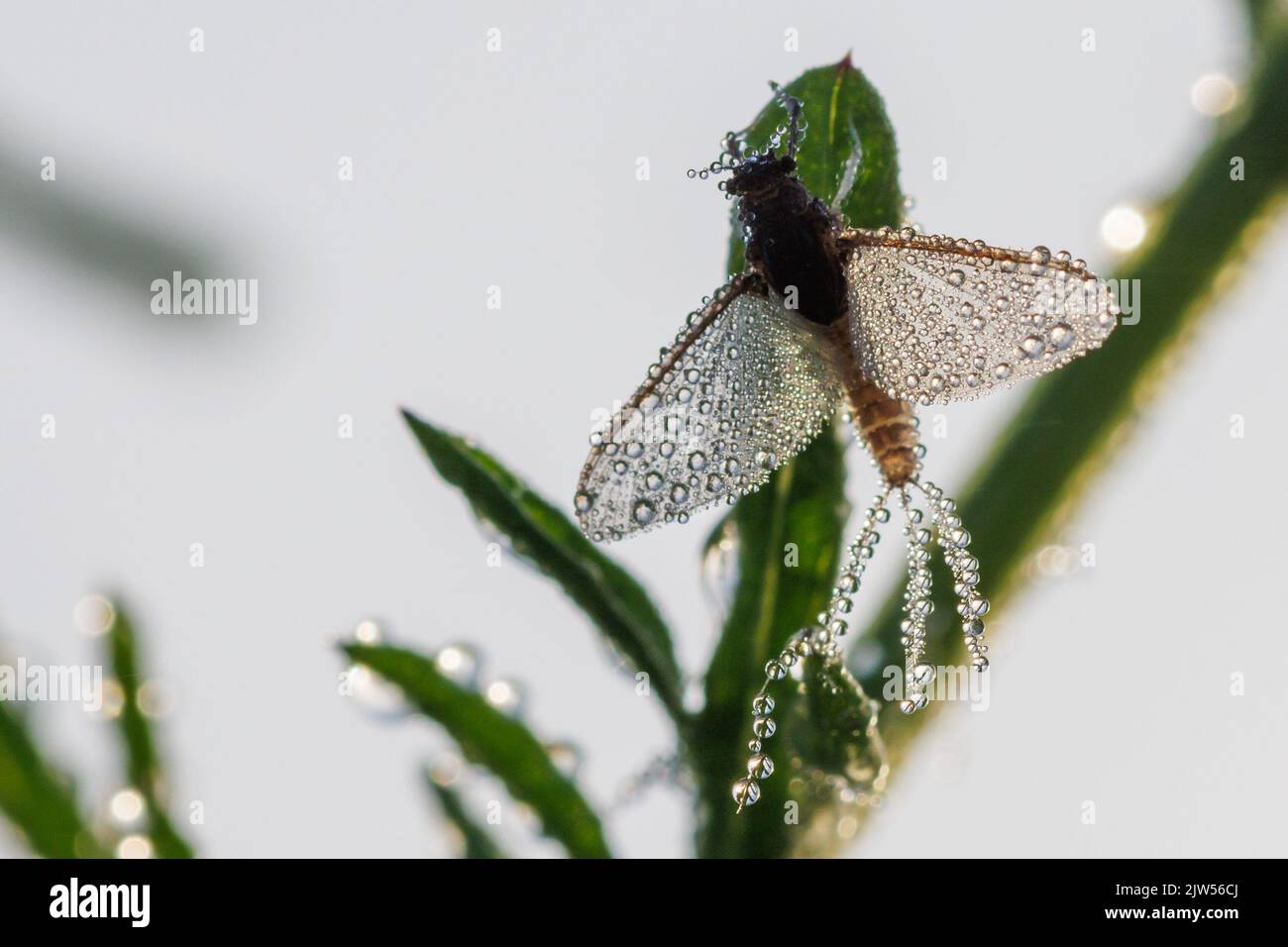 Imago of Ephemeroptera Mayfly sits on grass with dew drops on wings Stock Photo