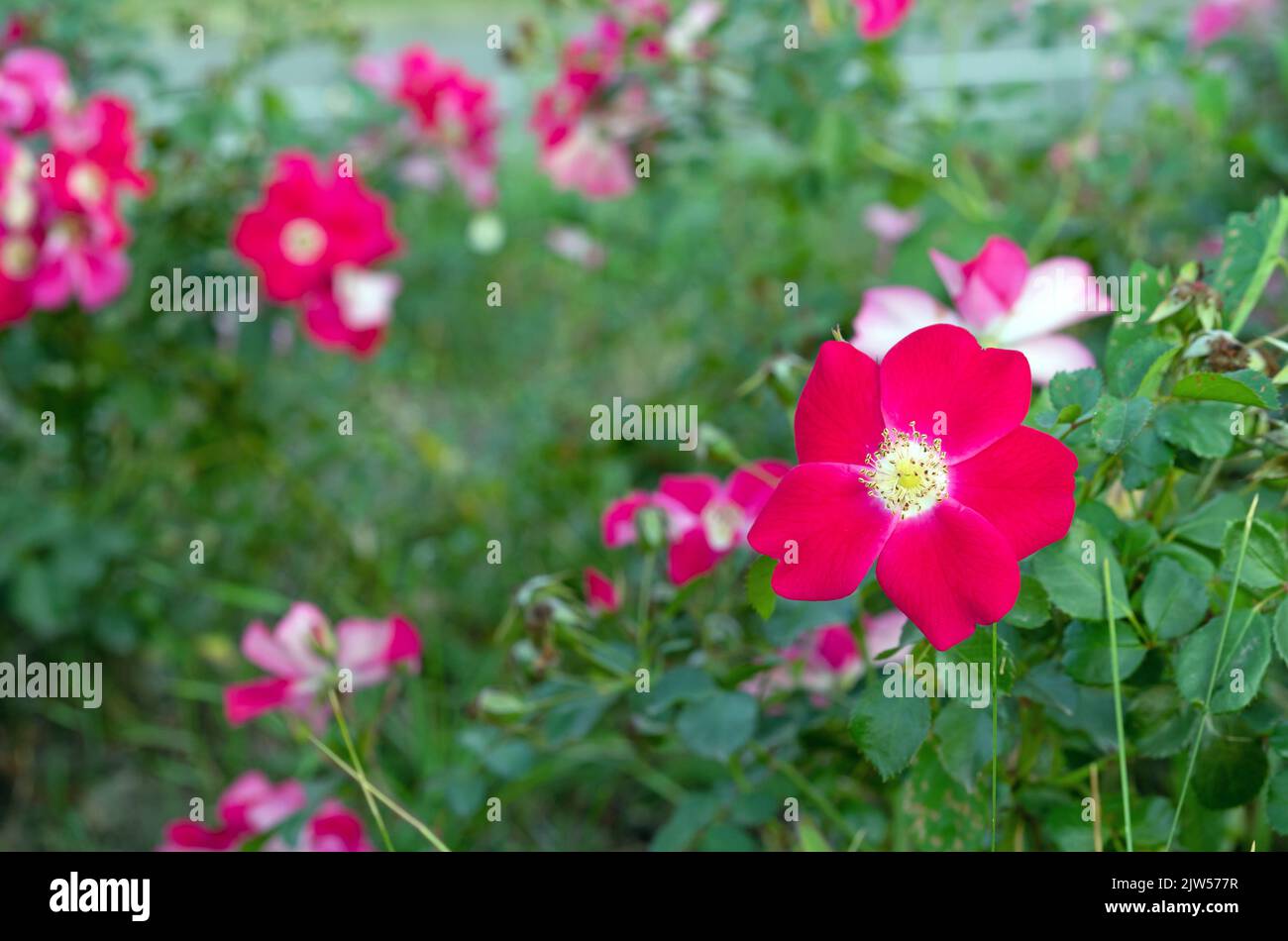 Red-pink flowers alpine rose, alpine rosehip, mountain rosehip, wild rose or Rosa pendulina. Stock Photo