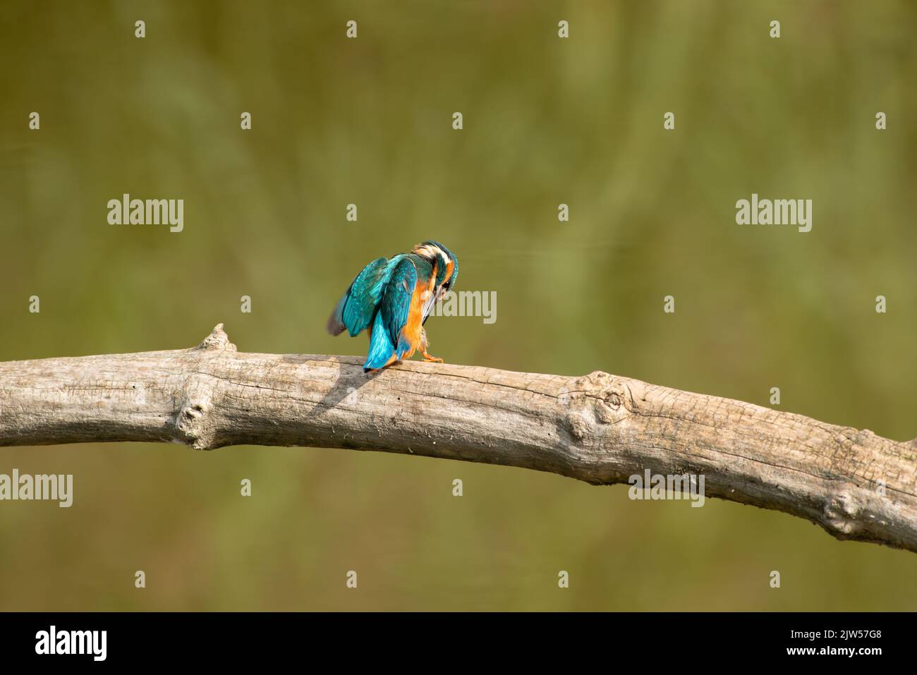 Birdwatching - King Fisher Stock Photo