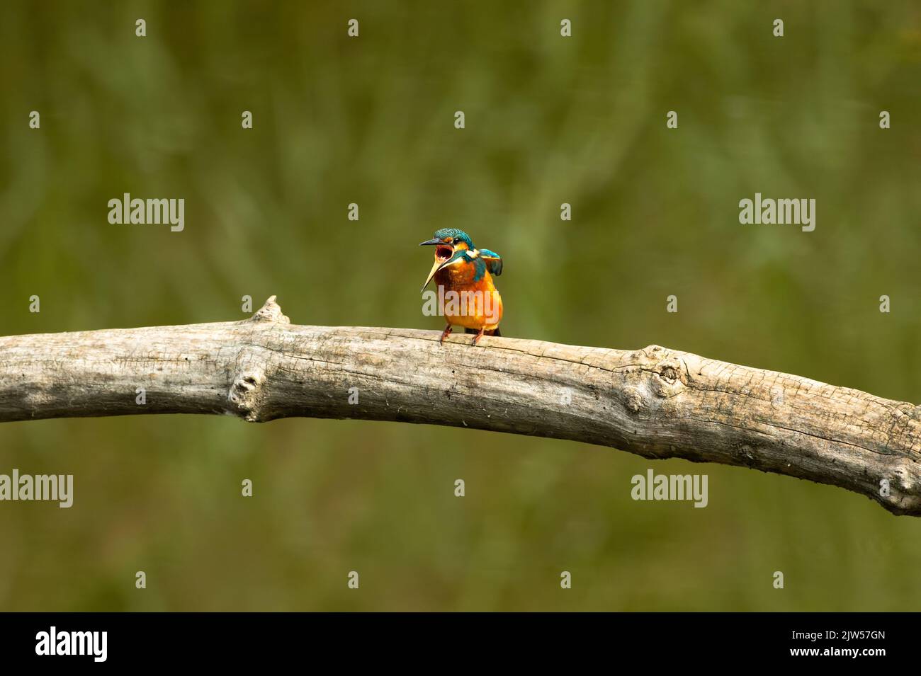 Birdwatching - King Fisher Stock Photo