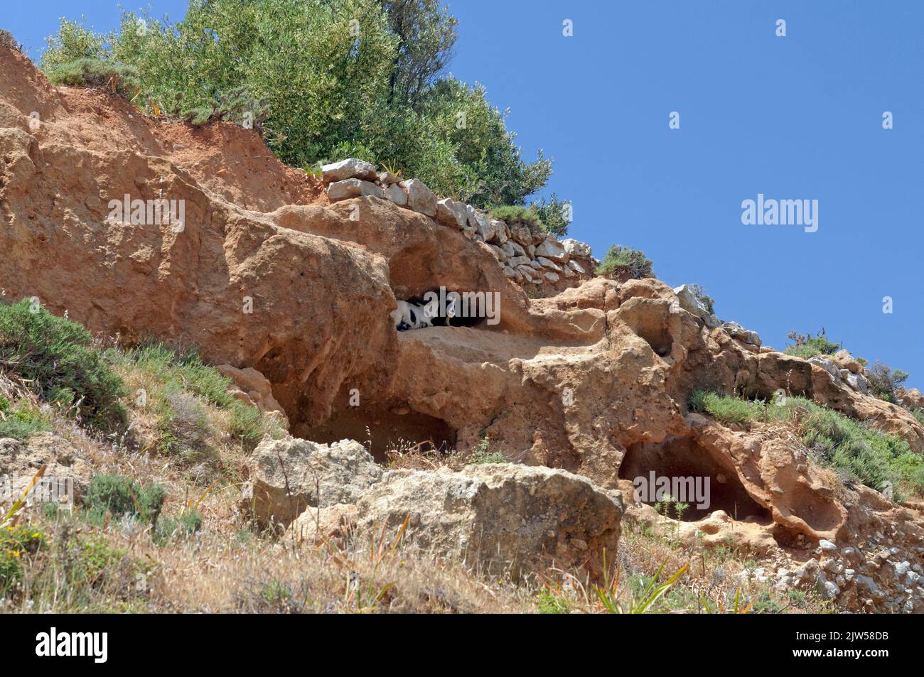 Goat shelters from the hot sun  in handy cave, Tilos island, Dodecanese, Greece, EU Stock Photo