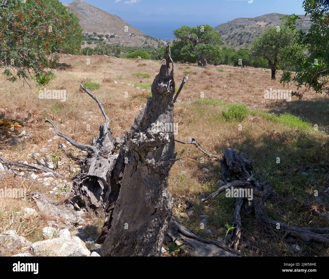Dead trees on path to Micro Chorio abandoned village.Tilos island ...