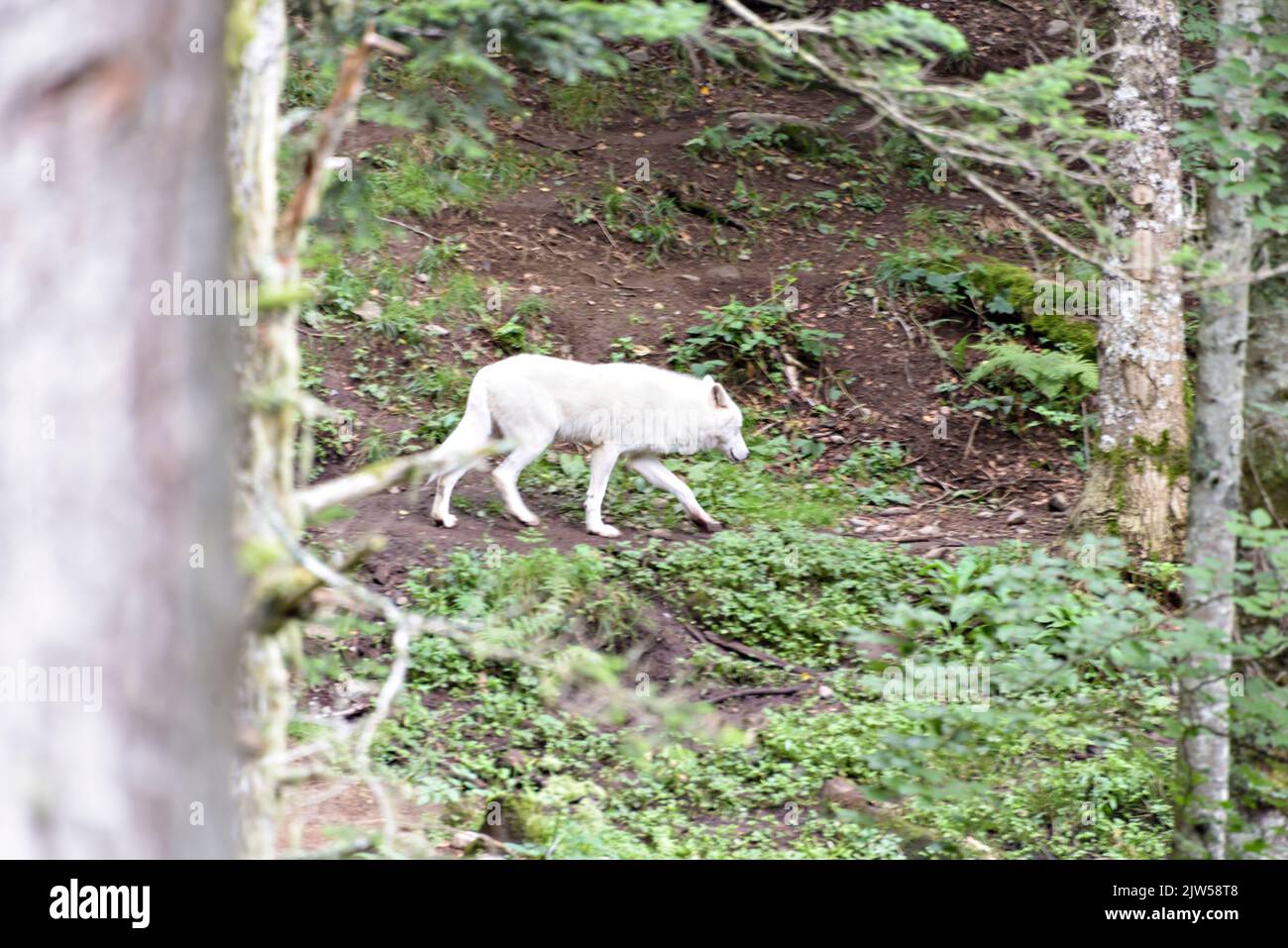 The Arctic wolf Canis lupus arctos, also known as the white wolf or polar wolf. Stock Photo