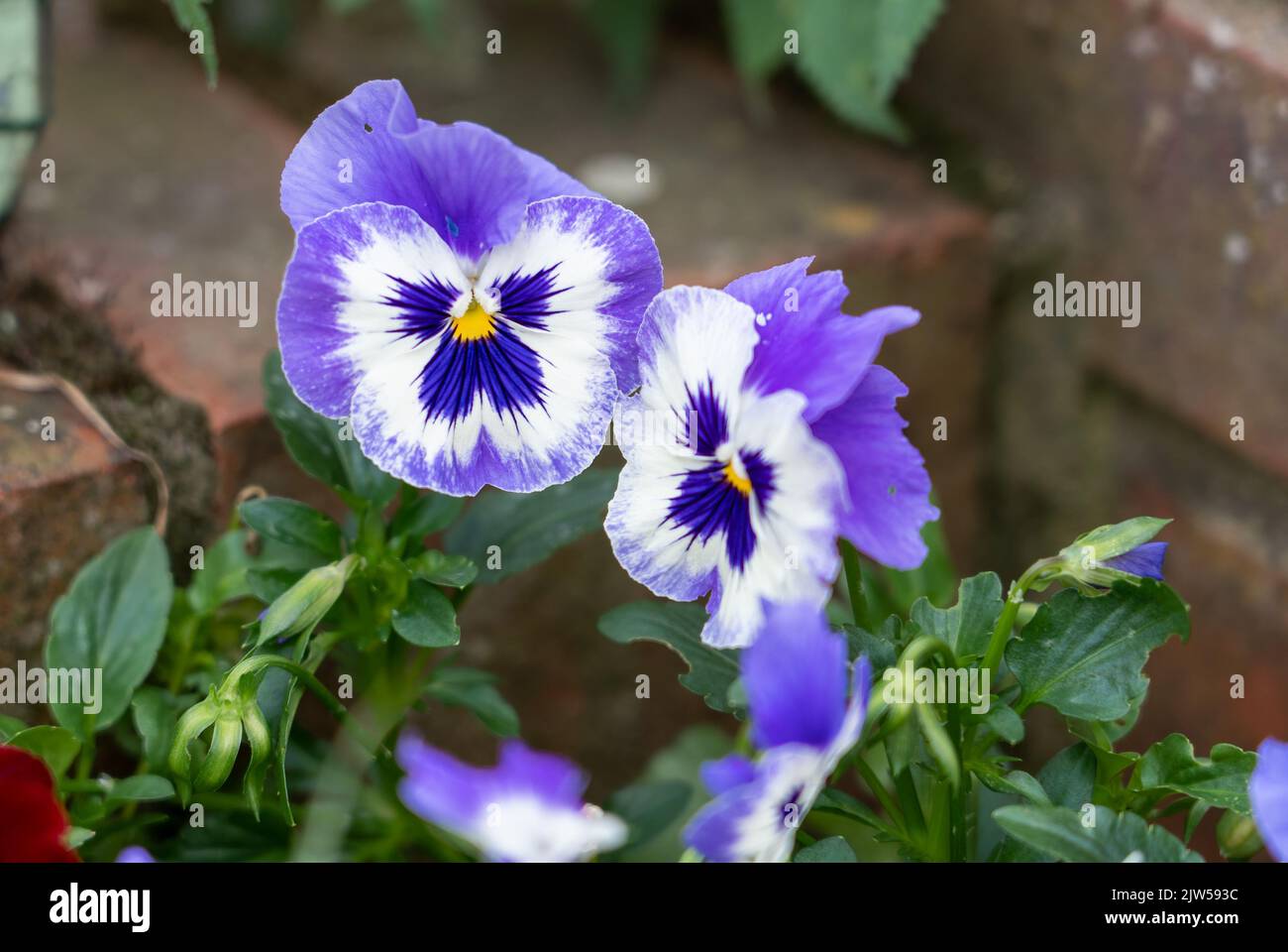 close up of beautiful summer flowering multi-colored Pansies (Viola tricolor var. hortensis) Stock Photo